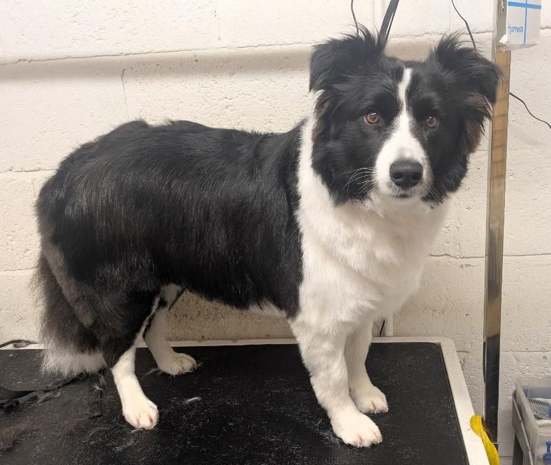 Groomed dog at Misty's